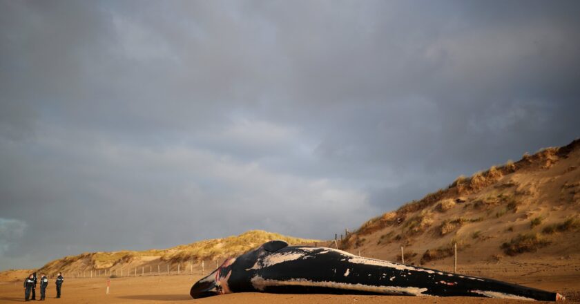 Une autre baleine s’est échouée sur la plage