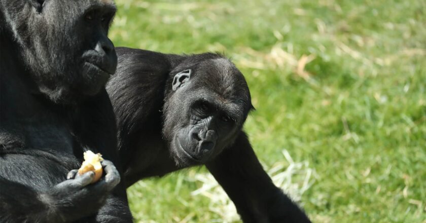 Coronavirus : deux gorilles testés positifs à la Covid-19 dans un zoo