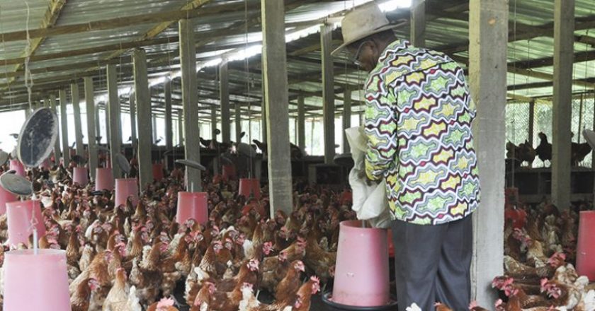 le canton de Djagblé touché par la grippe aviaire