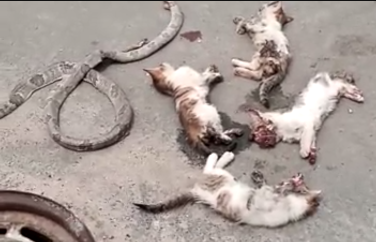 4 chats étranges et un serpent tués dans la voiture d'une dame