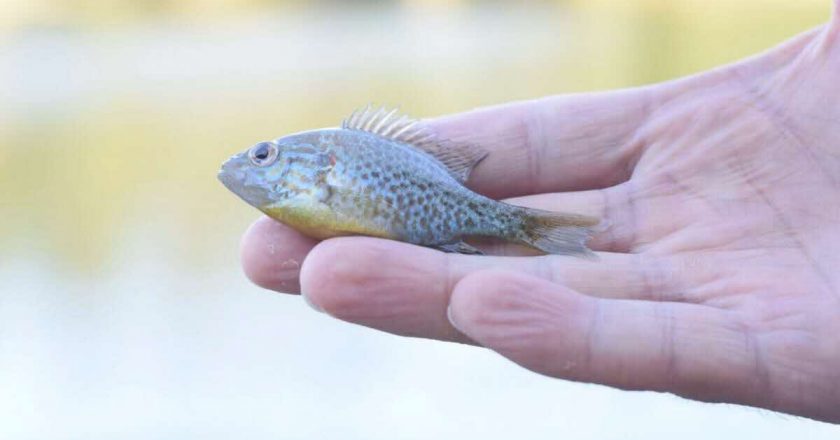 un petit poisson vivant retiré des narines d’un garçon de 13 ans