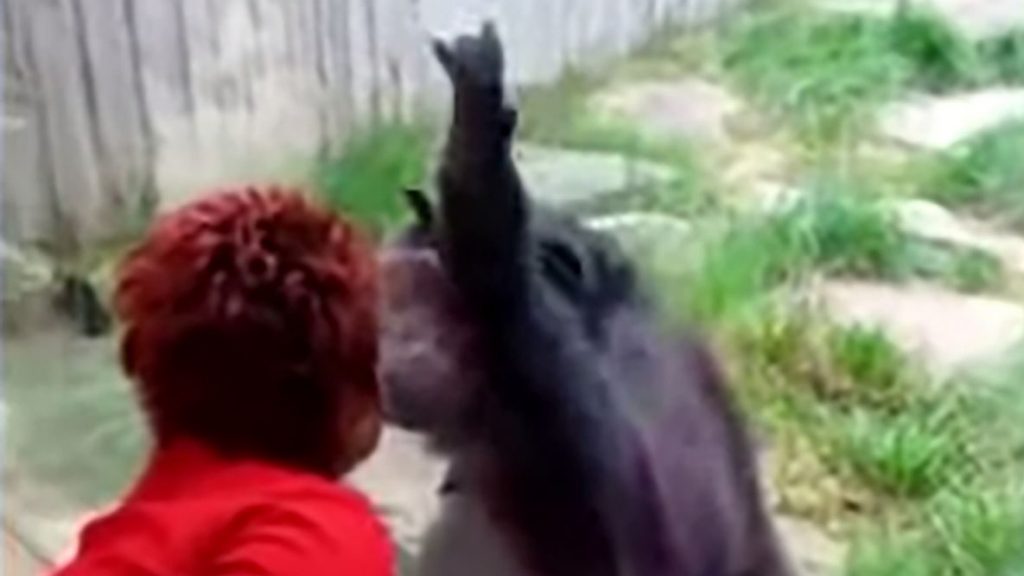 Une femme chassée d’un zoo du fait de sa relation jugée ‘intime’ avec un chimpanzé