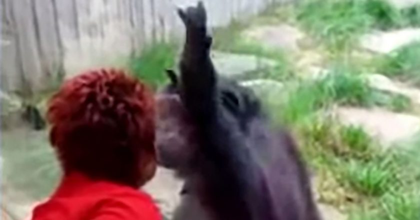 Une femme chassée d’un zoo du fait de sa relation jugée ‘intime’ avec un chimpanzé