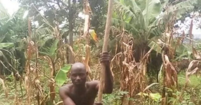 Guerre en Ukraine : un agriculteur africain offre 100 kg de maïs aux Ukrainiens